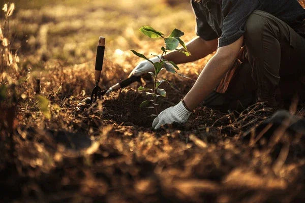 gardener-planting-mango-tree-garden-600nw-2457100505 - G Decor